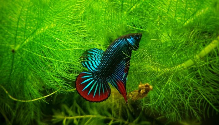 12 Most Popular Aquarium Fish in 2023